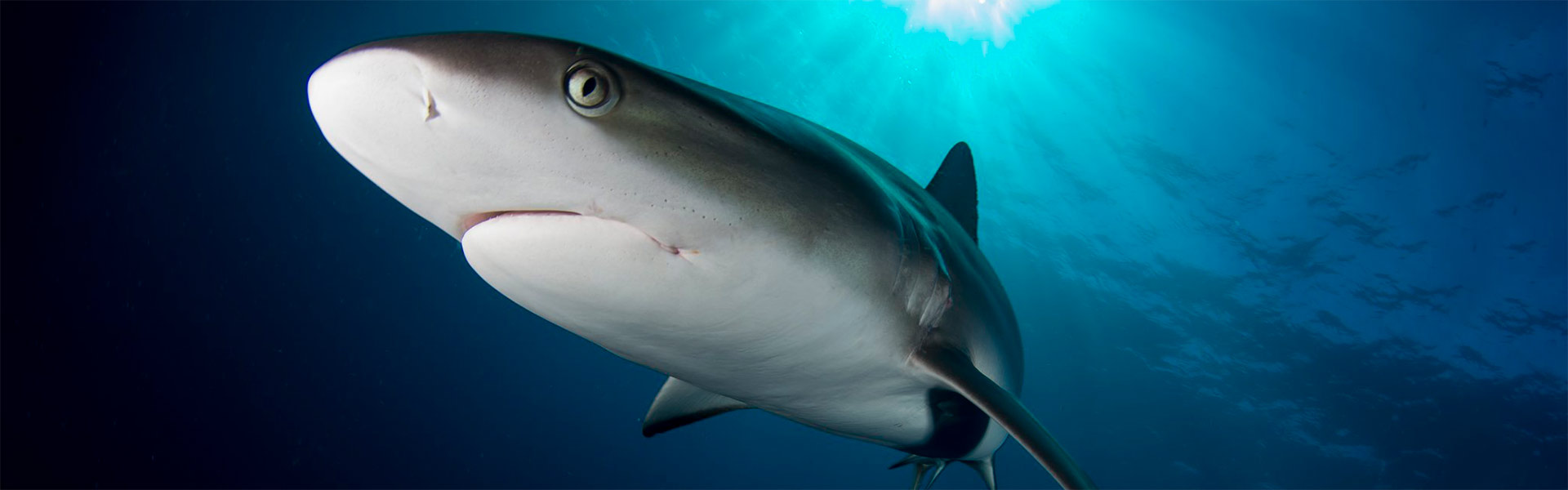 silky-sharks-delving-into-the-elegant-world-of-these-smooth-swimmers